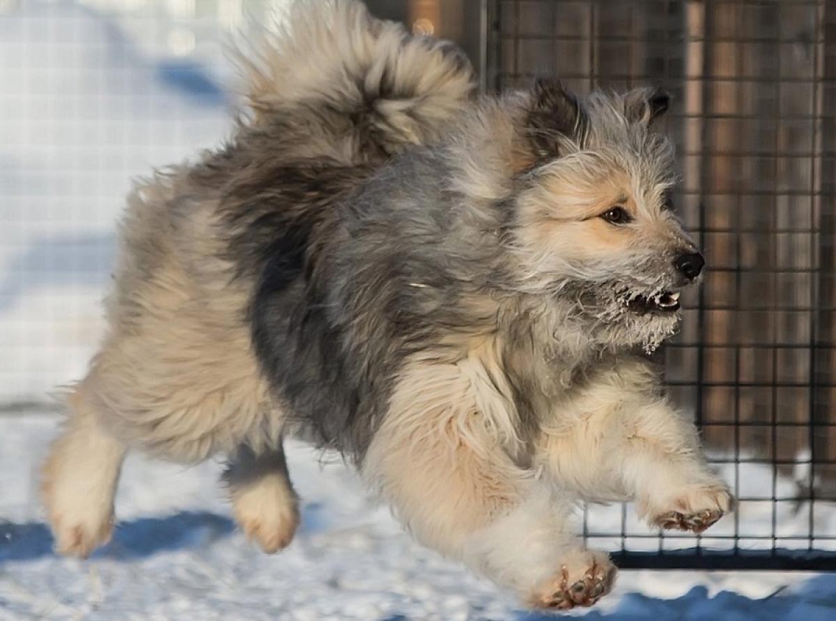 A Surgut dog named Volt gives his fur and warmth to soldiers in a special military operation